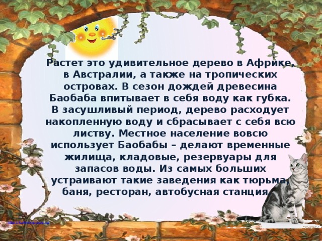 Растет это удивительное дерево в Африке, в Австралии, а также на тропических островах. В сезон дождей древесина Баобаба впитывает в себя воду как губка. В засушливый период, дерево расходует накопленную воду и сбрасывает с себя всю листву. Местное население вовсю использует Баобабы – делают временные жилища, кладовые, резервуары для запасов воды. Из самых больших устраивают такие заведения как тюрьма, баня, ресторан, автобусная станция.