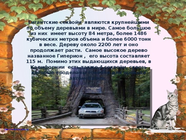 Гигантские секвойи являются крупнейшими по объему деревьями в мире. Самое большое из них имеет высоту 84 метра, более 1486 кубических метров объема и более 6000 тонн в весе. Дереву около 2200 лет и оно продолжает расти. Самое высокое дерево названное Гиперион , его высота составляет 115 м. Помимо этих выдающихся деревьев, в Калифорнии  есть также 4 секвойи, сквозь которые проделаны тоннели для проезда автомобилей.