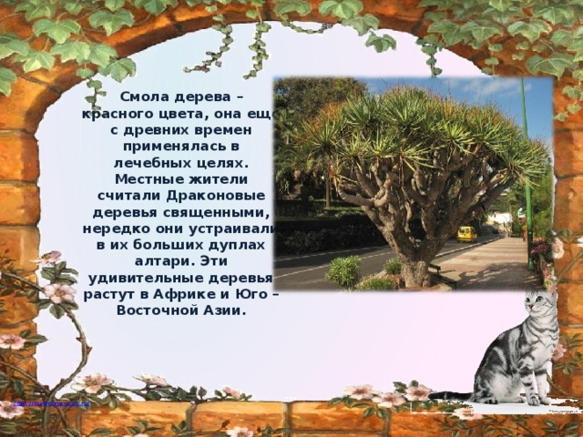 Смола дерева – красного цвета, она еще с древних времен применялась в лечебных целях. Местные жители считали Драконовые деревья священными, нередко они устраивали в их больших дуплах алтари. Эти удивительные деревья растут в Африке и Юго – Восточной Азии.