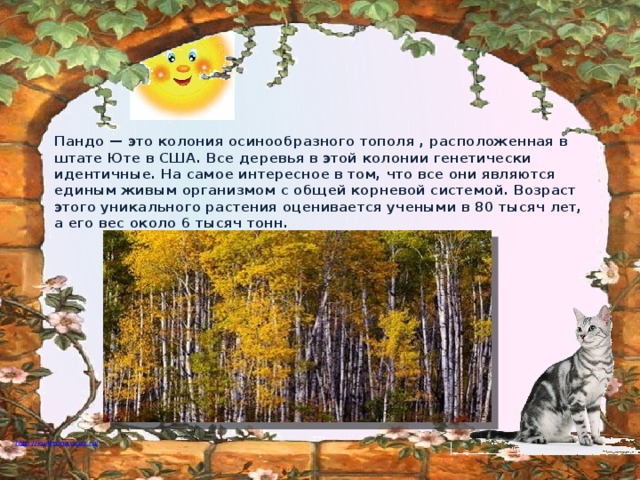 Пандо — это колония осинообразного тополя , расположенная в штате Юте в США. Все деревья в этой колонии генетически идентичные. На самое интересное в том, что все они являются единым живым организмом с общей корневой системой. Возраст этого уникального растения оценивается учеными в 80 тысяч лет, а его вес около 6 тысяч тонн.