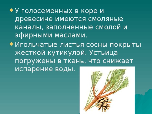 У голосеменных в коре и древесине имеются смоляные каналы, заполненные смолой и эфирными маслами. Игольчатые листья сосны покрыты жесткой кутикулой. Устьица погружены в ткань, что снижает испарение воды.