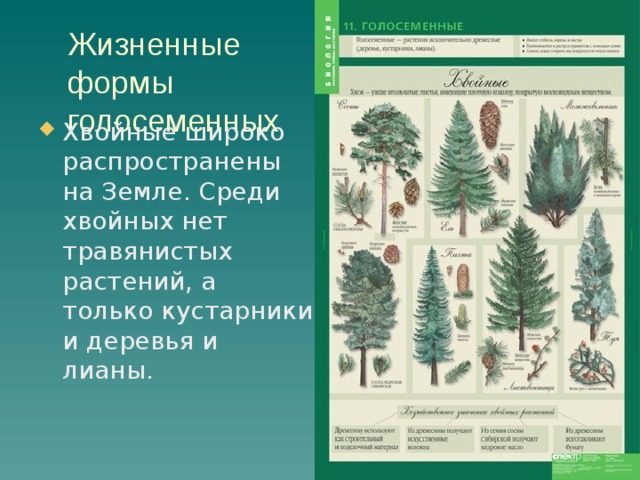 Жизненные формы голосеменных Хвойные широко распространены на Земле. Среди хвойных нет травянистых растений, а только кустарники и деревья и лианы.