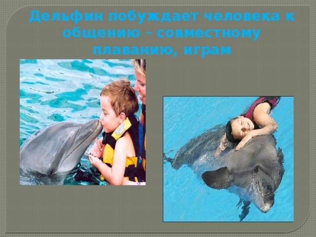 Дельфин побуждает человека к общению – совместному плаванию, играм