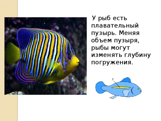 У рыб есть плавательный пузырь. Меняя объем пузыря, рыбы могут изменять глубину погружения.
