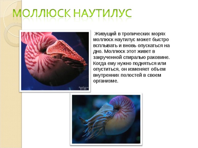Живущий в тропических морях моллюск наутилус может быстро всплывать и вновь опускаться на дно. Моллюск этот живет в закрученной спиралью раковине. Когда ему нужно подняться или опуститься, он изменяет объем внутренних полостей в своем организме.