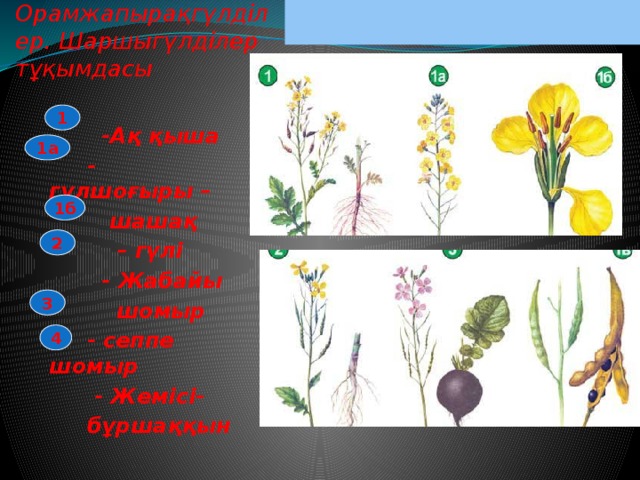 Астралылар тұқымдасы презентация