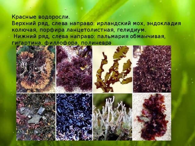Красные водоросли.  Верхний ряд, слева направо: ирландский мох, эндокладия колючая, порфира ланцетолистная, гелидиум.  Нижний ряд, слева направо: пальмария обманчивая, гигартина, филлофора, полиневра