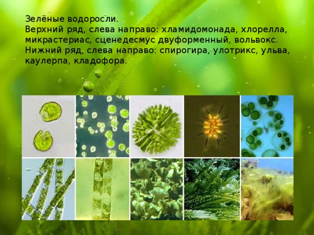 Зелёные водоросли. Верхний ряд, слева направо: хламидомонада, хлорелла, микрастериас, сценедесмус двуформенный, вольвокс. Нижний ряд, слева направо: спирогира, улотрикс, ульва, каулерпа, кладофора.