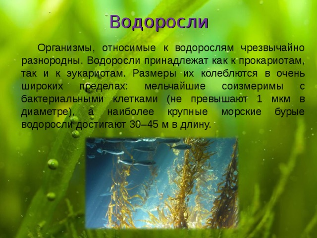 Водоросли  Организмы, относимые к водорослям чрезвычайно разнородны. Водоросли принадлежат как к прокариотам, так и к эукариотам. Размеры их колеблются в очень широких пределах: мельчайшие соизмеримы с бактериальными клетками (не превышают 1 мкм в диаметре), а наиболее крупные морские бурые водоросли достигают 30–45 м в длину.