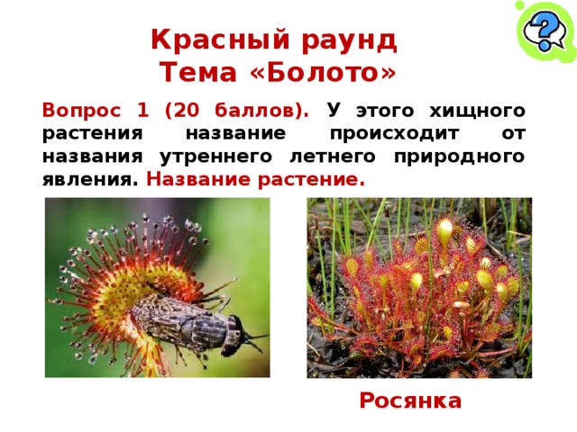 Красный раунд  Тема «Болото» Вопрос 1 (20 баллов). У этого хищного растения название происходит от названия утреннего летнего природного явления. Название растение. Росянка