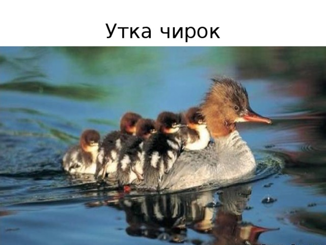 Утка чирок