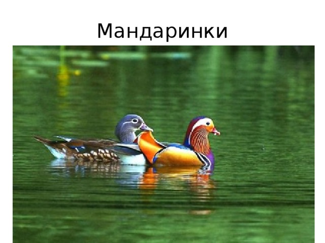 Мандаринки