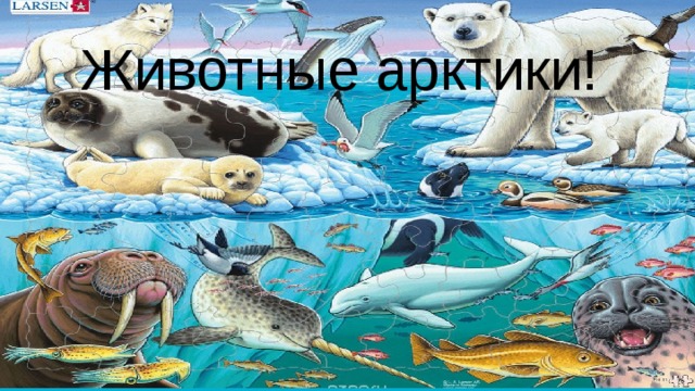 Животные арктики картинки с названиями