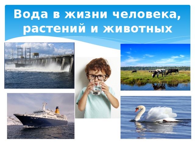 Вода в жизни человека, растений и животных