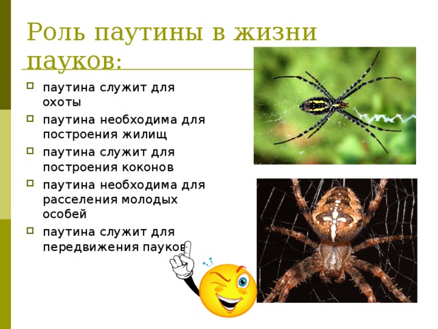Роль паутины в жизни пауков: