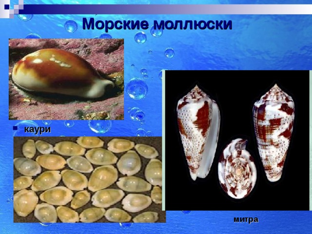 Морские моллюски каури митра