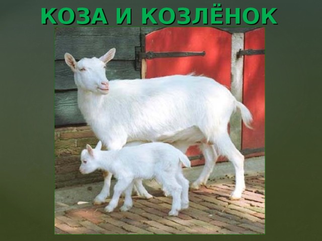 КОЗА И КОЗЛЁНОК