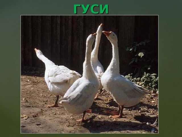 ГУСИ