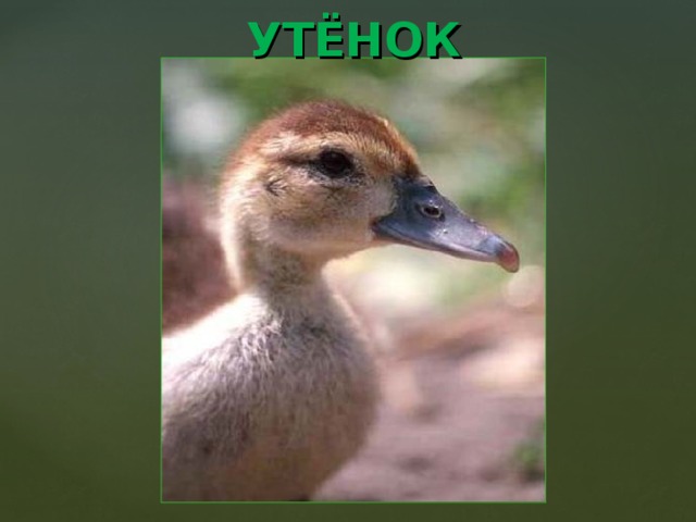 УТЁНОК