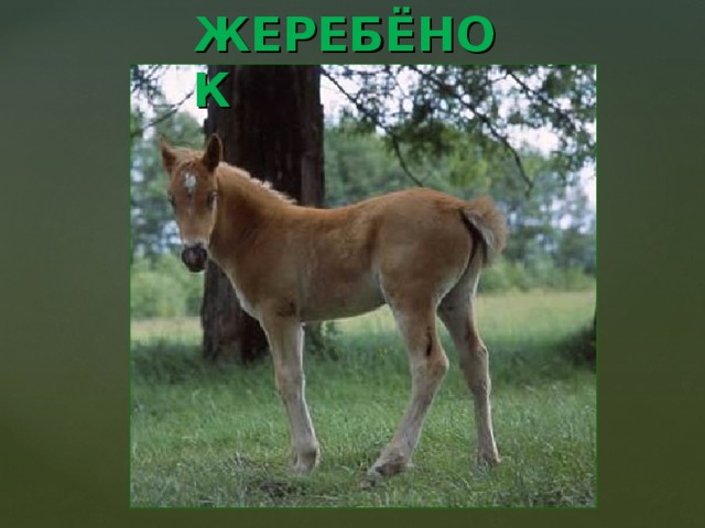 ЖЕРЕБЁНОК