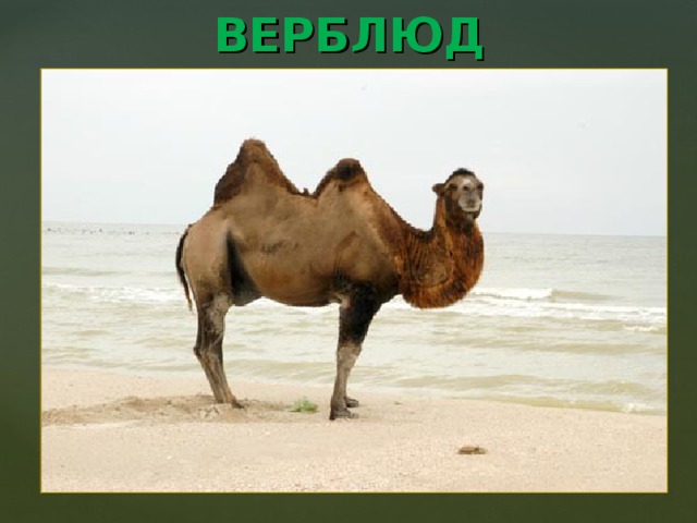 ВЕРБЛЮД