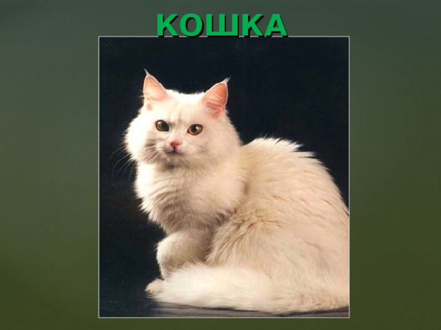 КОШКА