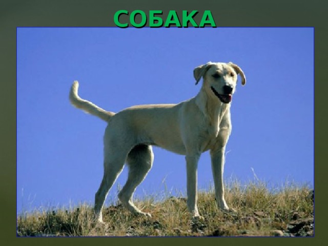 СОБАКА