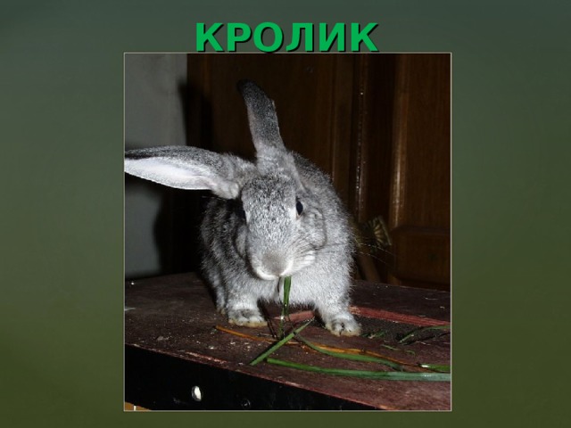 КРОЛИК