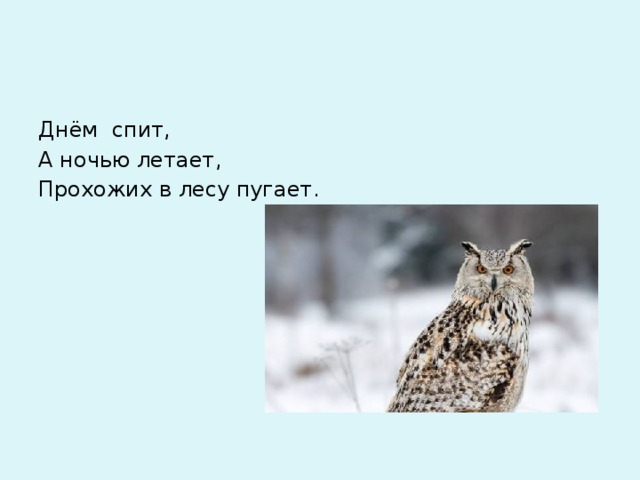 Спим днем днем днем песня. Днём спит ночью летает и прохожих пугает. Загадка днем спит ночью летает. Днем молчит ночью кричит по лесу летает прохожих пугает. Днём спит ночью летает прохожих пугает отгадка.