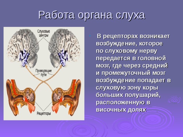 Работа органа слуха