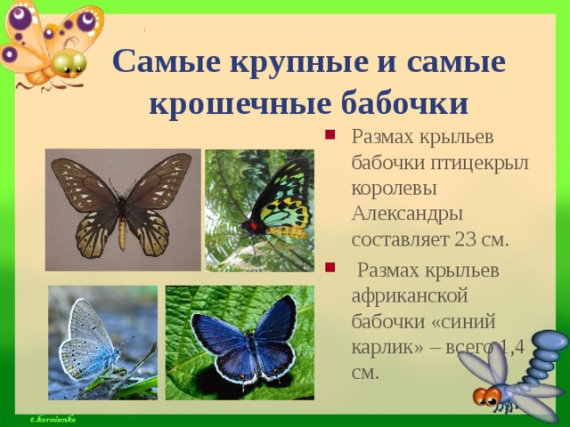 Самые крупные и самые крошечные бабочки