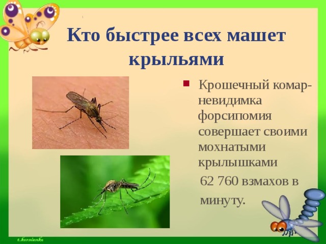 Кто быстрее всех машет крыльями Крошечный комар-невидимка форсипомия совершает своими мохнатыми крылышками  62 760 взмахов в  минуту.