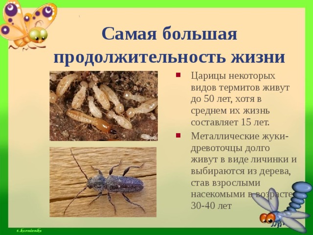 Сроки жизни животных. Продолжительность жизни насекомых. Длительность жизни насекомых. Самый короткий срок жизни у насекомых. Продолжительность жизни насекомых таблица.