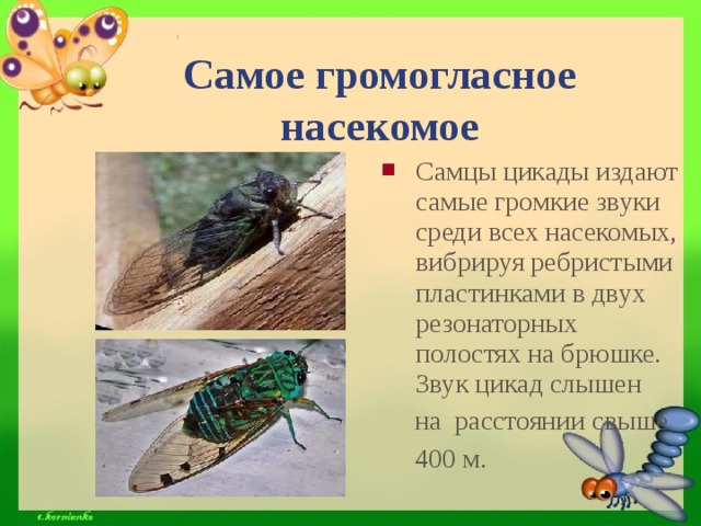 Самое громогласное насекомое Самцы цикады издают самые громкие звуки среди всех насекомых, вибрируя ребристыми пластинками в двух резонаторных полостях на брюшке. Звук цикад слышен  на расстоянии свыше  400 м.