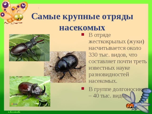 Отряды насекомых жуки