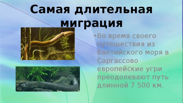 Самая длительная миграция