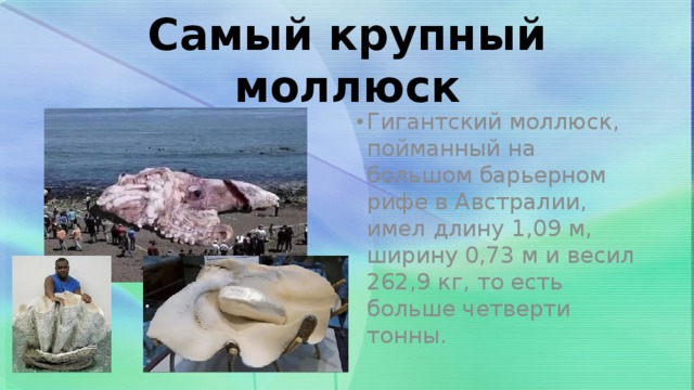 Самый крупный моллюск