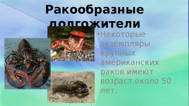 Ракообразные долгожители