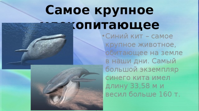 Самое крупное млекопитающее