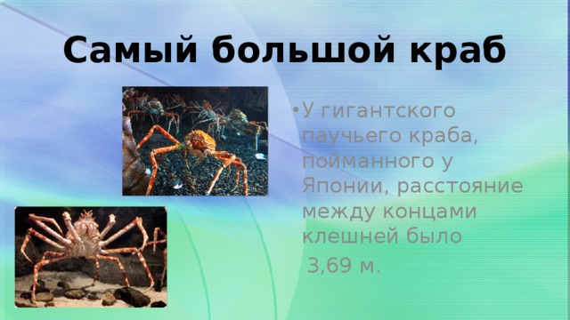 Самый большой краб У гигантского паучьего краба, пойманного у Японии, расстояние между концами клешней было  3,69 м.