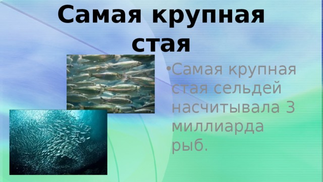 Самая крупная стая