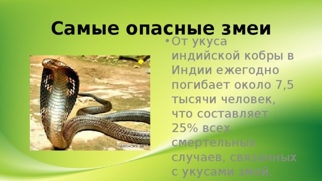 Самые опасные змеи