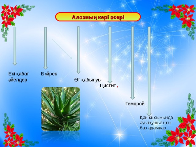 Алоэның кері әсері . Қан қысымында ауытқушылығы бар адамдар. Екі қабат әйелдер Бүйрек Өт қабынуы Цистит Геморой