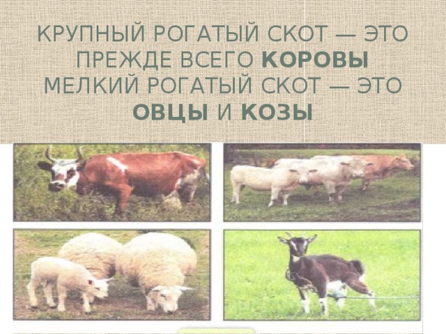 Крупный рогатый скот — это прежде всего ко­ровы  Мелкий рогатый скот — это овцы и козы