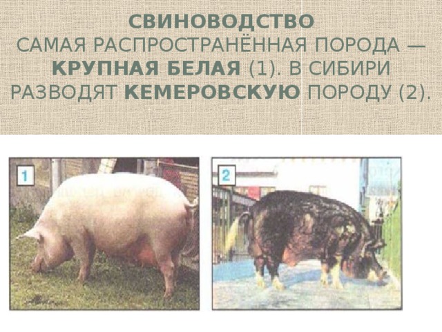 Свиноводство  Самая распространённая порода — крупная бе­лая (1). В Сибири разводят кемеровскую по­роду (2).