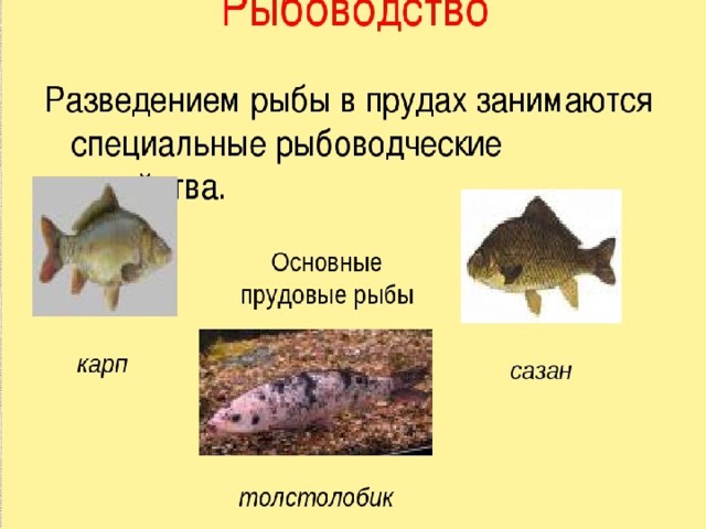 Рыбоводство