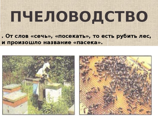 Пчеловодство . От слов «сечь», «посекать», то есть рубить лес, и произошло название «пасека».