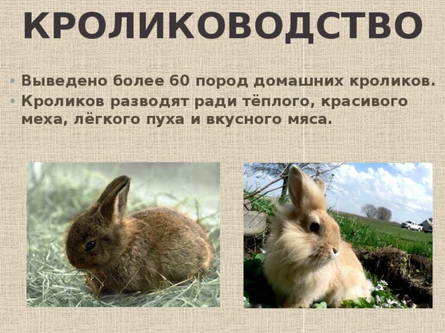 Кролиководство   Вы­ведено более 60 пород домашних кроликов. Кроликов разводят ради тёплого, красивого меха, лёгкого пуха и вкусного мяса.