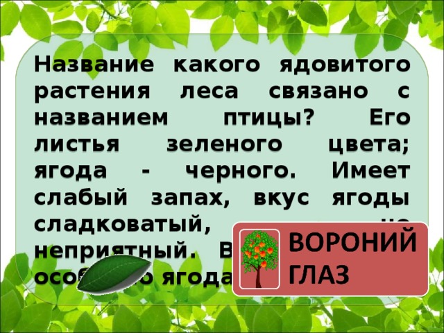 Название какого ядовитого растения леса связано с названием птицы? Его листья зеленого цвета; ягода - черного. Имеет слабый запах, вкус ягоды сладковатый, но неприятный. Все растение, особенно ягода, ядовито.