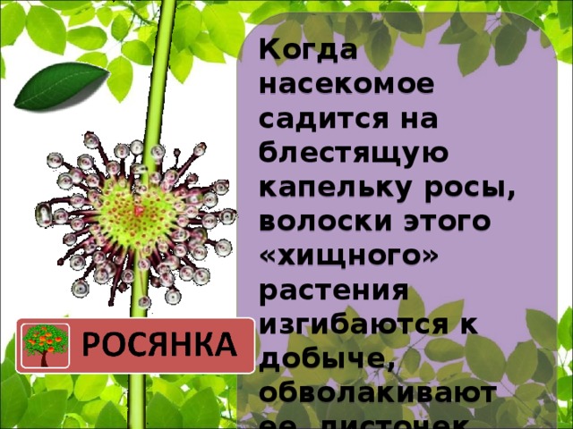 Когда насекомое садится на блестящую капельку росы, волоски этого «хищного» растения изгибаются к добыче, обволакивают ее, листочек заворачивается и поглощает жертву.